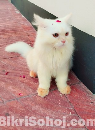 পার্সিয়ান বিড়াল
